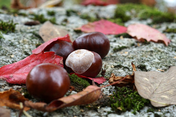 Chestnut with colorful leaves autumn colored photographed in the great outdoors