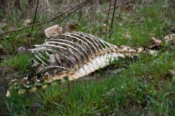 Deer Bones in Field