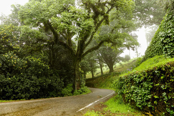 Forest in rainy and foggy day. Wet road
