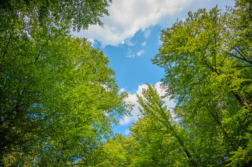 view of a forest in spring with blue sky
