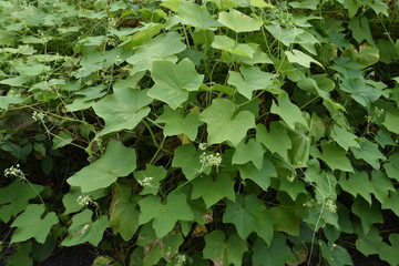 Bur cucumber is a vine plant with sharp thorns in the fruit and is too reproductive, so it is a...