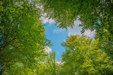 view of a forest in spring with blue sky