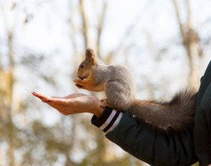 A gray fur squirrel eats nuts from a human hand. Squirrel feeding in the park. Squirrel with white fur changed the color of the fur for the winter.