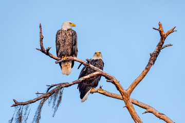 American bald eagle mates perched together in a tree