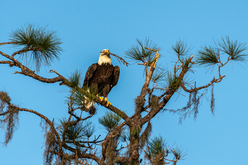 American bald eagle with nesting materials in his mouth
