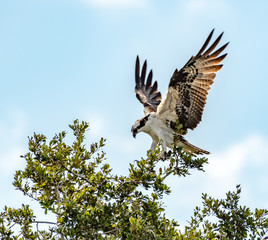  Osprey flying - landing on a tree branch