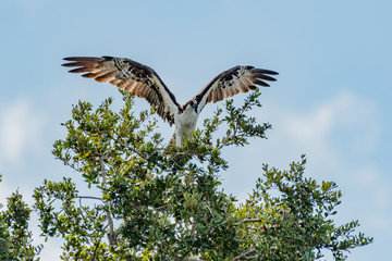 Osprey with its wings spread landing on a tree branch