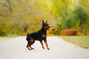 Happy little unleashed playful dog (miniature pinscher or minipin) is ready to jump or to run....