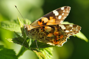Ein Distelfalter Schmetterling sitzt auf einem grünen Blatt im Sonnenschein im Sommer Vanessa cardui Cynthia cardui