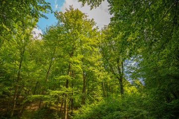 View of a forest in spring with blue sky