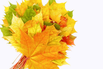 Yellow, green, red leaves of trees.