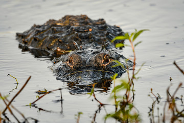 American alligator waiting patiently to pounce on its prey