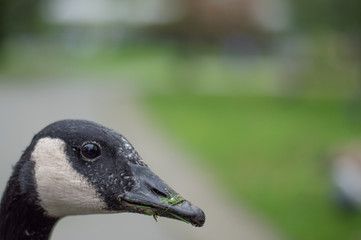 portrait of a goose