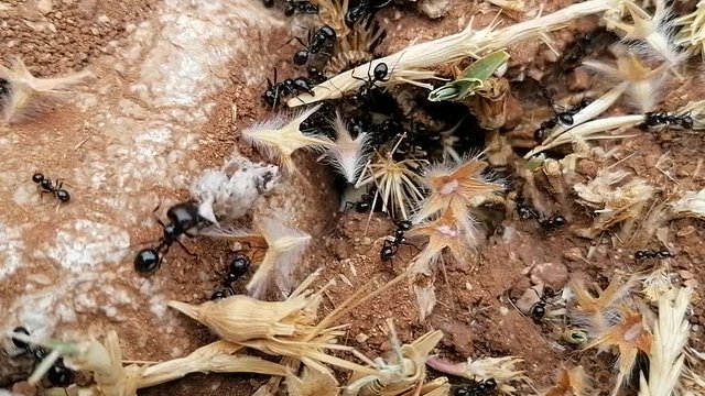  Macro cerca de hormigas entrando y saliendo de un hormiguero. En Es&agrave;&ntilde;a Andaluc&iacute;a