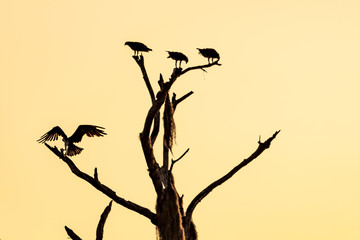 Silhouette of four osprey in a tree at sunrise