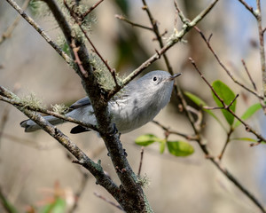 Tufted titmouse sits on a branch in the woods