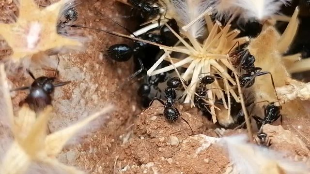  Macro cerca de hormigas entrando y saliendo de un hormiguero. En Es&agrave;&ntilde;a Andaluc&iacute;a
