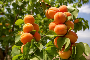Fresh organic apricot tree