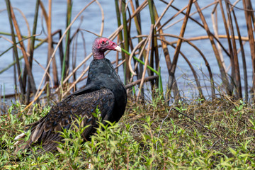Turkey vulture at the edge of a lake