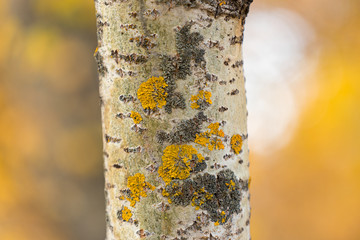 Xanthoria wall-leafy lichen orange or yellow family Teloschistaceae. Grows on the trunk of an aspen...