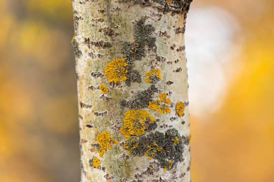 Xanthoria wall-leafy lichen orange or yellow family Teloschistaceae. Grows on the trunk of an aspen tree. Orange blurred background in autumn.