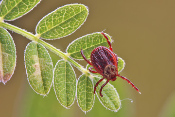 Parasite tick on the grass. A tick can pose a threat to human life and animals.