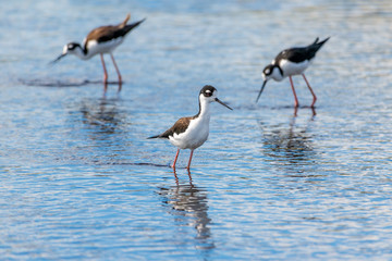 Group of black necked stilts wading at the edge of a river