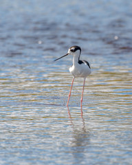 Black necked stilt wading alone in the shallow water