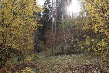 Fototapeta premium Autumn sun shine among colorful forest trees