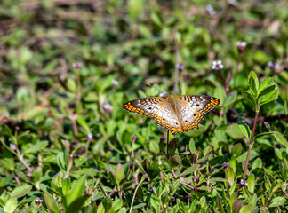 White peacock butterfly on the tiny white flowers in the grass