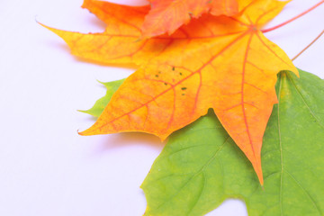 Yellow, green, red leaves of trees.