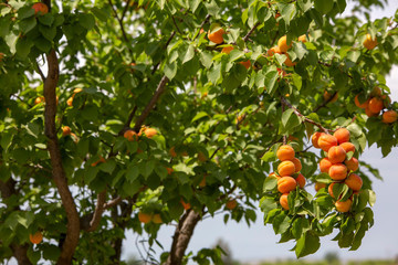 Fresh organic apricot tree