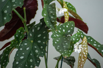 Polka-Dot Begonie / Forellenbegonie / Strauchbegonie / Begonia maculata / Zimmerpflanze / Tropische...