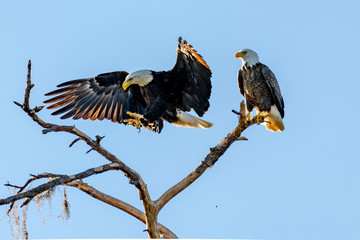 American bald eagle mates, one perched and one landing  on the branch 