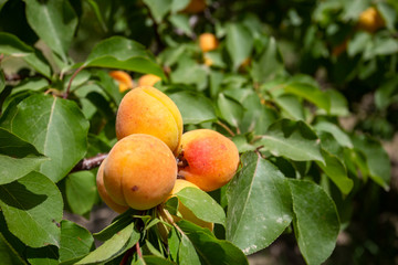 Fresh organic apricot tree