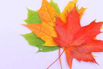 Yellow, green, red leaves of trees.