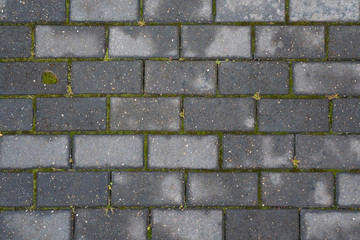 Full frame image of the wet gray cobblestone sidewalk with green moss and grass between stones....
