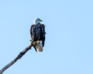 American bald eagle perched on a dead tree branch