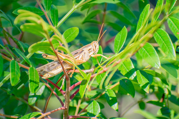 Lubber grasshopper sunning himself on a branch