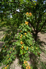 Fototapeta na wymiar Fresh organic apricot tree