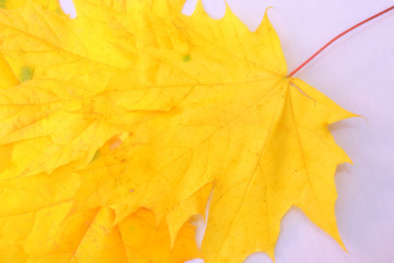 Yellow, green, red leaves of trees.