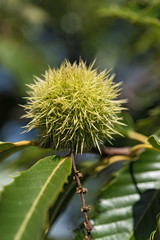 Closeup of ripening tubers on a sweet chestnut or Castanea sativa tree