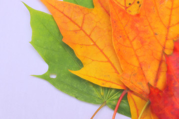 Yellow, green, red leaves of trees.