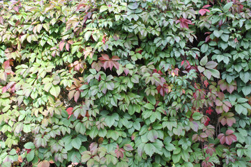 The background of green and red leaves