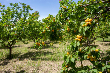 Fresh organic apricot tree