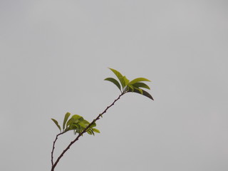 branch with green leaves