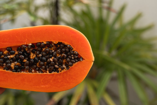 Half of ripe papaya with seeds with a green plants on background. Slices of sweet papaya. Halved papayas. Healthy exotic fruits. Vegetarian food.
