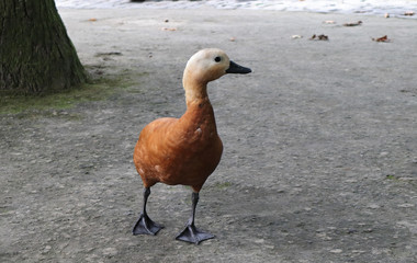 Orange duck walking near a mineral thermal pool in the Terra Nostra botanical garden at Furnas, São Miguel island, Azores.
