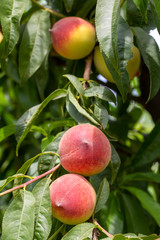 Peaches in nature