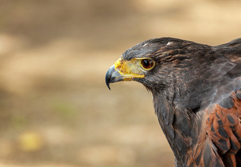 Closeup of the head of a hawk